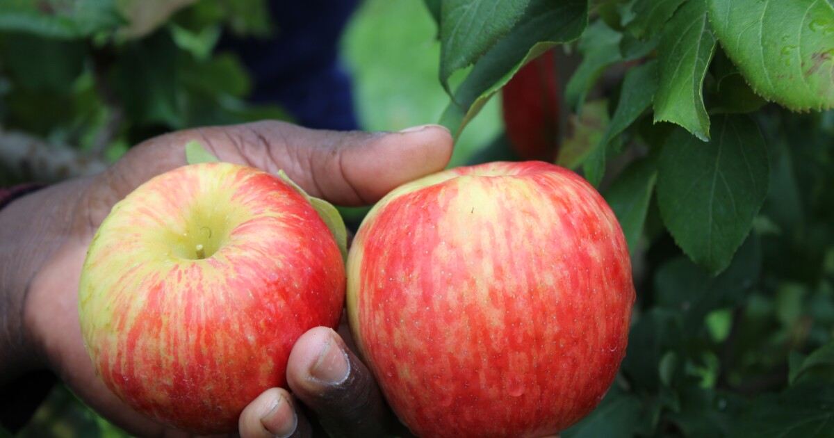Maine apple, blueberry harvest devastated by drought