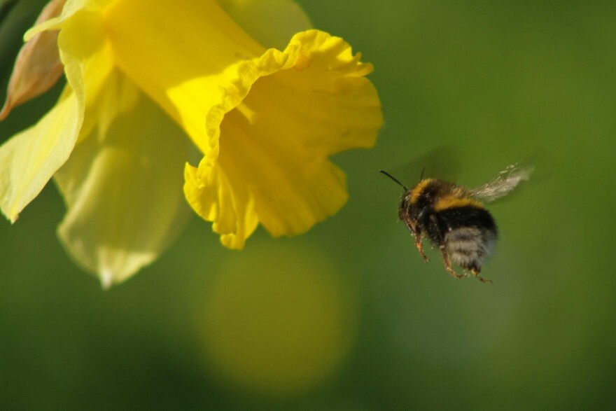 A bee's ability to fly can suffer from poor temperature conditions, especially if the bee is smaller.