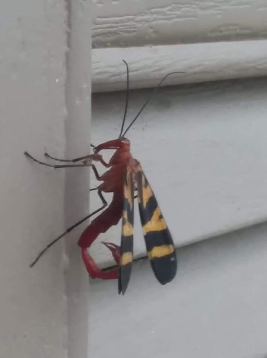 Ed Evans submitted - Scorpion fly from the order of mecopteran - family panoripidae