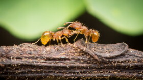 Two little fire ants on a trail. (June 19, 2024)