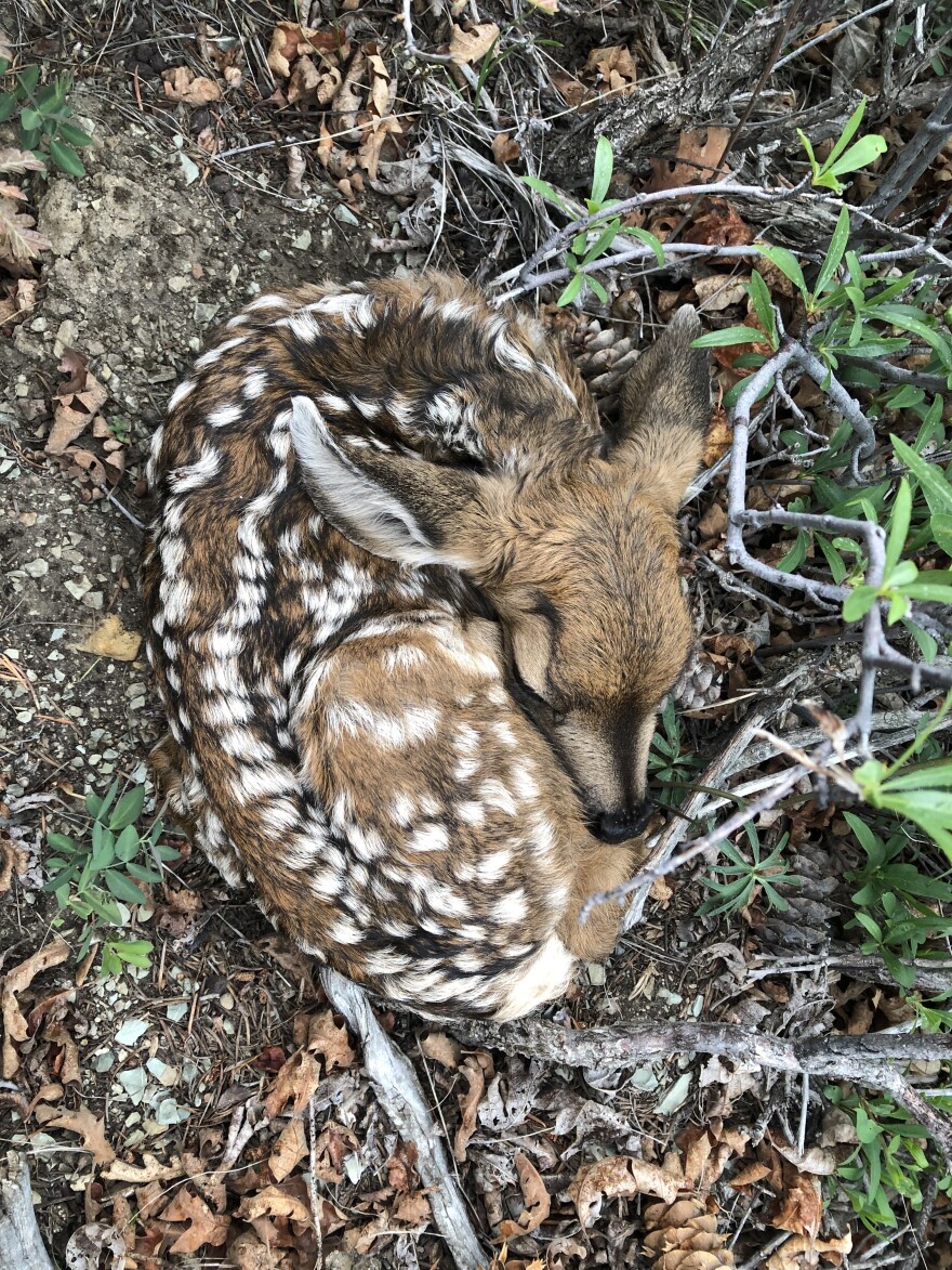 Baby animals, deer | Utah Division of Wildlife Resources