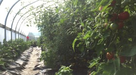 Inside one of eight high tunnels at Oceanside Farms in Homer, tomatoes seem to take over. (Photo by Emily Schwing, Northwest News Network)