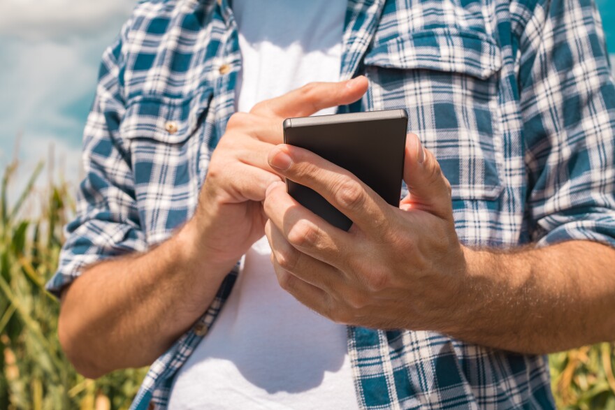An agronomist uses a smartphone in a corn field.