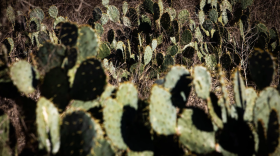 cactus-1