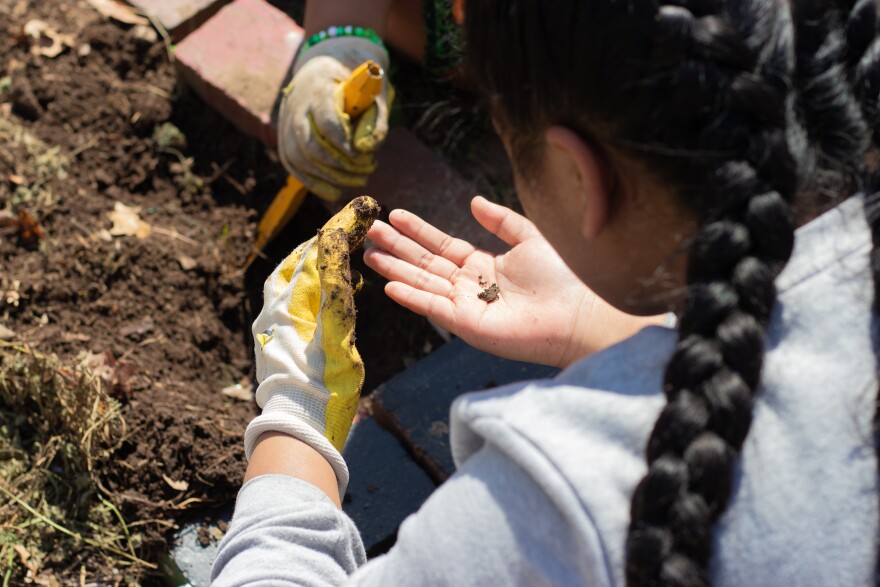 A student at Tulsa Public Schools' Eugene Field Elementary hunts for worms at a gardening after-school program. Programs like this may be short-lived because the federal pandemic-era dollars that funded them end in September.