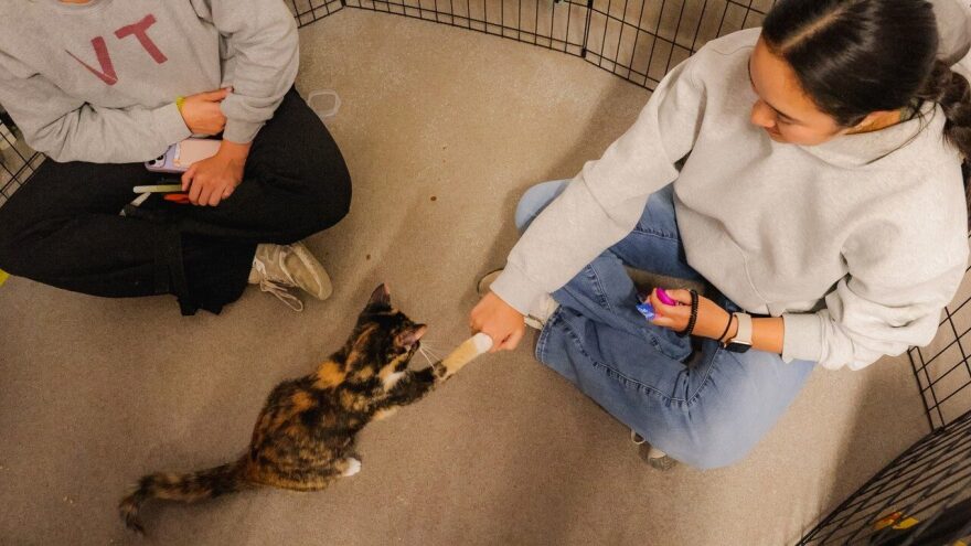 A calico cat places her paw on top of a student's hand, which is balled in a fist. Another student sits nearby. Both students are sitting on the floor. 