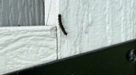 A spongy moth caterpillar on a backyard shed