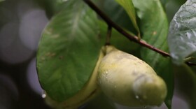 A pawpaw ripe for the picking