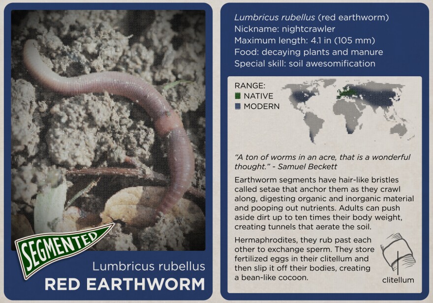 The red earthworm.