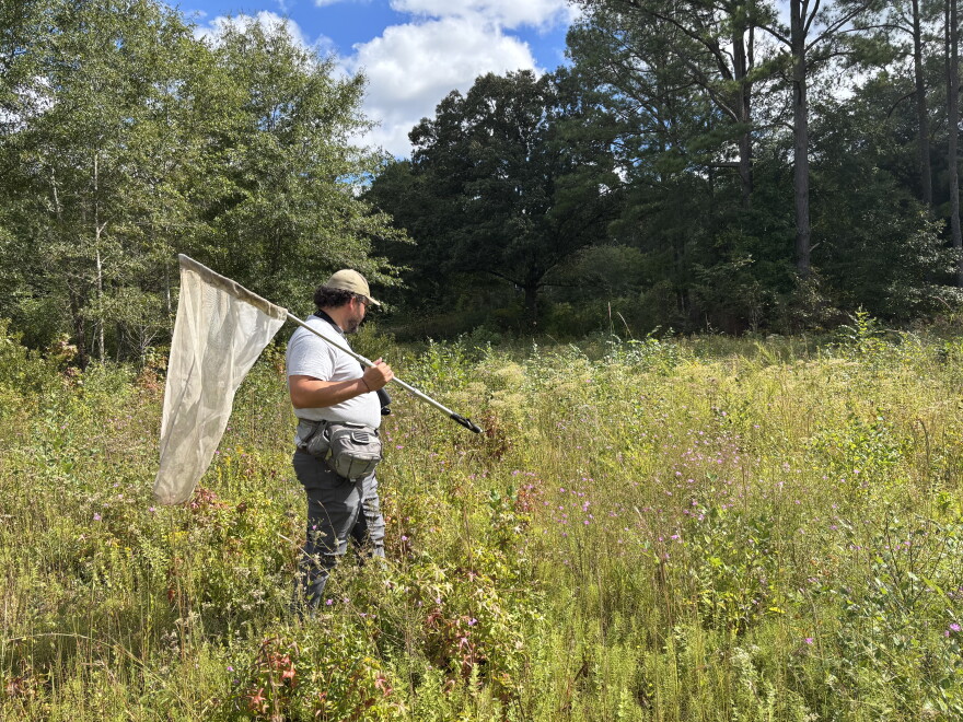 State zoologist Ellison Orcutt collects bee samples is Isle of Wight County on Sept, 28, 2026.