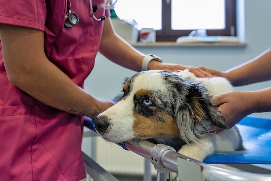 Mysterious Dog Illness with Symptoms - Latest Year