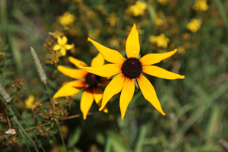 A picture of two yellow flowers.