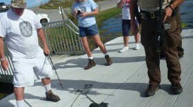 A Fish and Wildlife Service team caught and killed an alligator after the animal attacked a 6-year-old boy Friday. The boy survived with only incidental wounds.