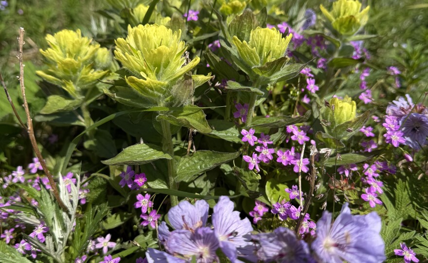“We're finding that right now, they're just going crazy for geraniums,” Fulkerson said. “And I find that interesting, because over in the mainland I don't really see the bumblebees visiting the geraniums that much. They like to visit the lupins or the pea flowers.”