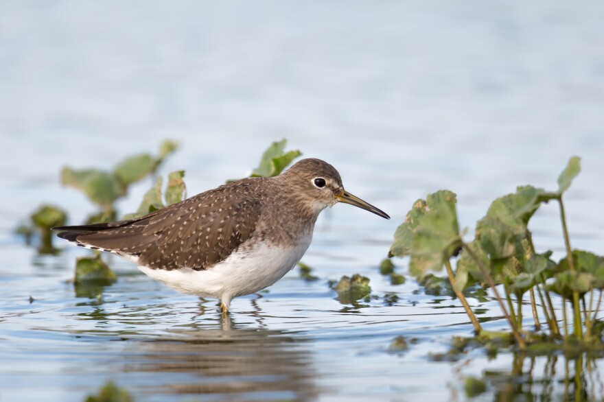 solitary-sandpiper-istock-aaprophoto.jpg