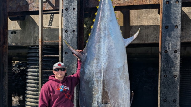 Brandon Mcgirl along with boat captain Jamie Savage pulled in a 1,116 lb. bluefin tuna off of Rye Harbor. The 114-inch fish doesn't qualify for the state record, because of how far offshore it was landed.