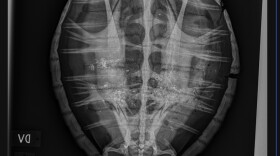 A radiograph of "Lucky Duck," a juvenile green sea turtle in rehabilitation at the N.C. Aquarium on Roanoke Island, shows ingested micro-plastics.
