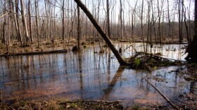 Thirty acres of wetland fill the middle of the West Branch Nature Preserve.
