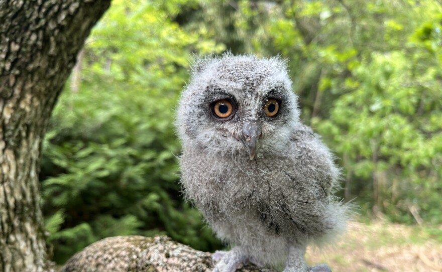 Nox, the Northern white-faced owl, when he was just two weeks old!