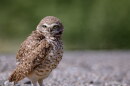 The Cape Coral Friends of Wildlife has spent more than $450,000 buying lots around town to preserve them for burrowing owls and gopher tortoises. The group is asking anyone piling up storm debris along the front of their yards to make sure they are not trapping the Florida burrowing owl, which is listed as State Threatened by the Florida Fish and Wildlife Conservation Commission, underground