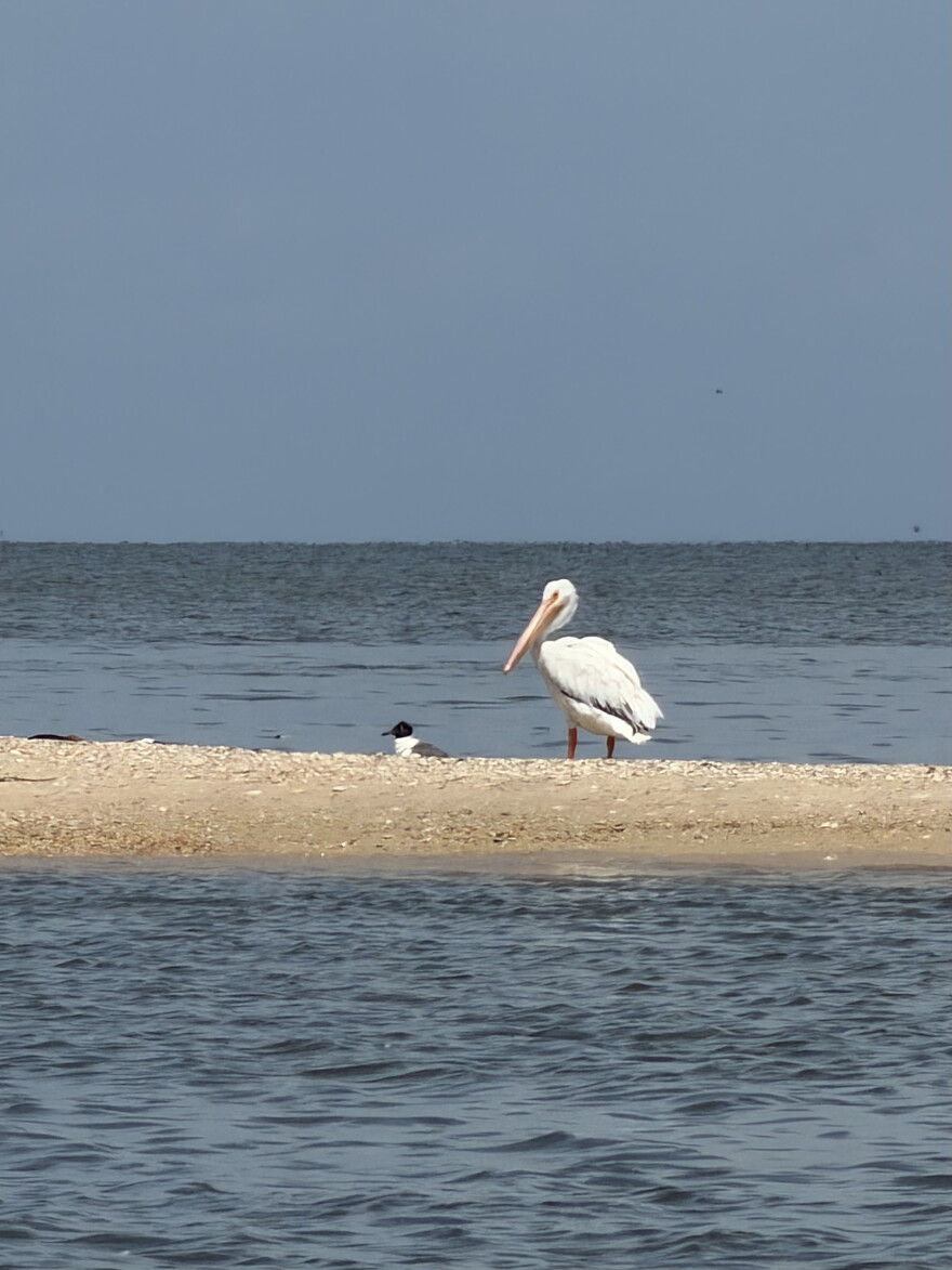 Two shorebirds sit on the beach of another barrier island near Coffee Island.