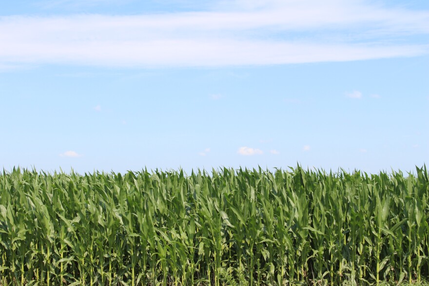 A cornfield pictured in rural Nebraska. In the Midwest and Great Plains, much of the agricultural land is dedicated to row crops.