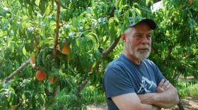 Bruce Talbott in one of his orchards in Palisade, Colorado. Talbott Farms is one of Colorado’s most productive peach growers.