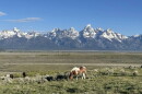 A small herd of horses grazes among the sagebrush in front of the Tetons.