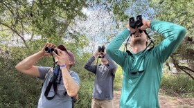 Trying to spot an inconspicuous grosbeak at the Edinburg Scenic Wetlands and World Birding Center.