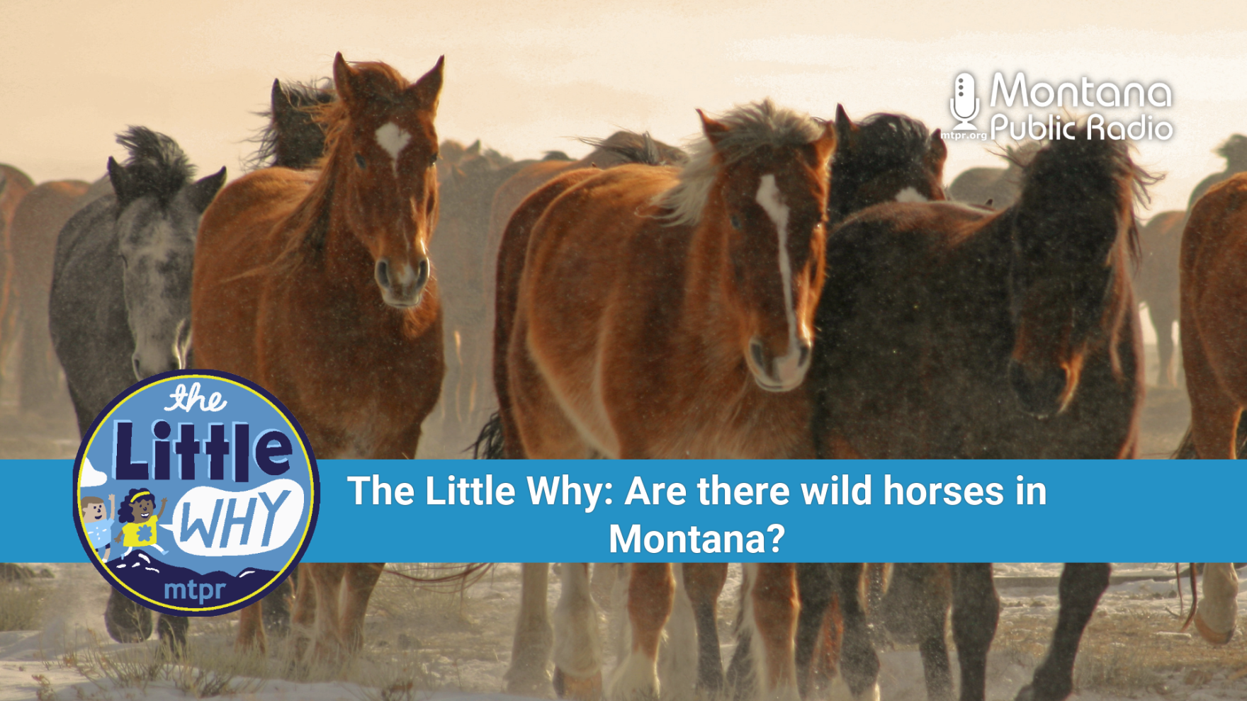 The Little Why: Are there wild horses in Montana? | Montana Public Radio