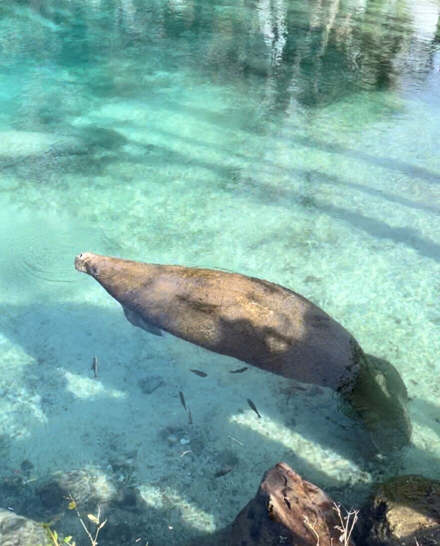 A gentle sea cow floats in the bright aqua waters of Crystal River