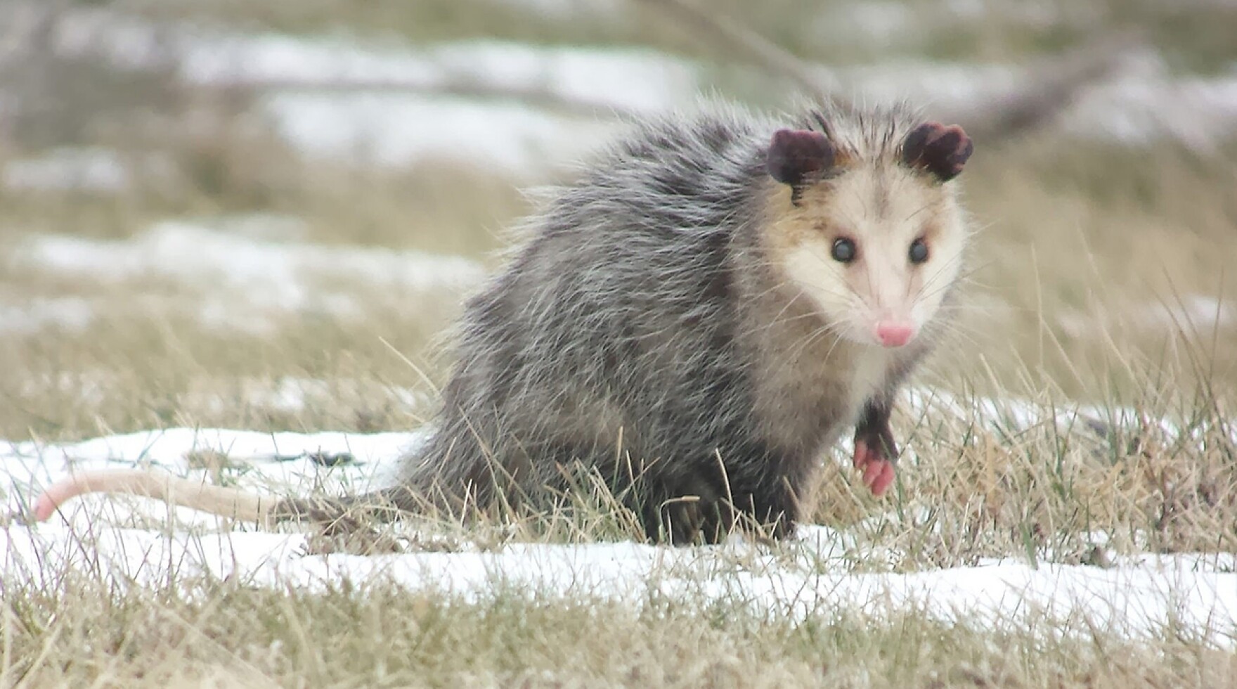 Opossums South Carolina Public Radio