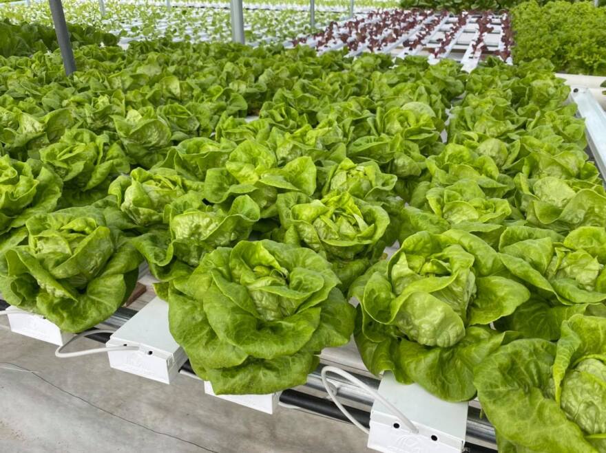 Hydroponic lettuce growing in the Buck's greenhouse near Grinnell.