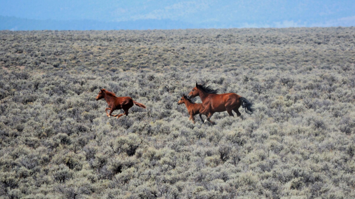 Wild horse advocates win lawsuit that could change BLM's herd management practices - Vimarsana News