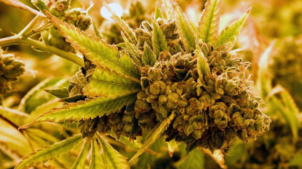 Divided Supreme Court OKs recreational pot on ballot - Vimarsana News