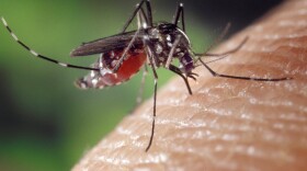 A blood-engorged female Aedes albopictus mosquito feeding on a human host.