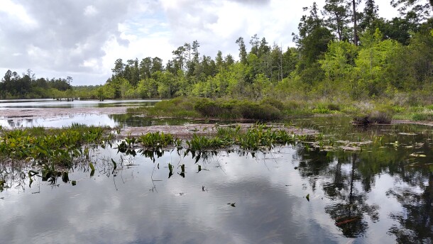 In 2024, Santa Rosa County partnered with The Trust for Public Land and the U.S. Navy to conserve 429 acres of land, including a 40-acre lake, as a buffer to NAS Whiting Field.