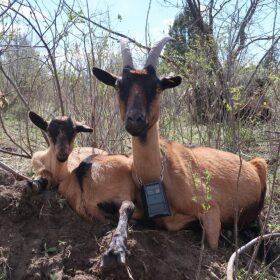 Valentina the goat, and her kids, Gallo and Guac, sit beneath shrubs the trio has just finished munching as part of a fire-fuel reduction gig in eastern Idaho.