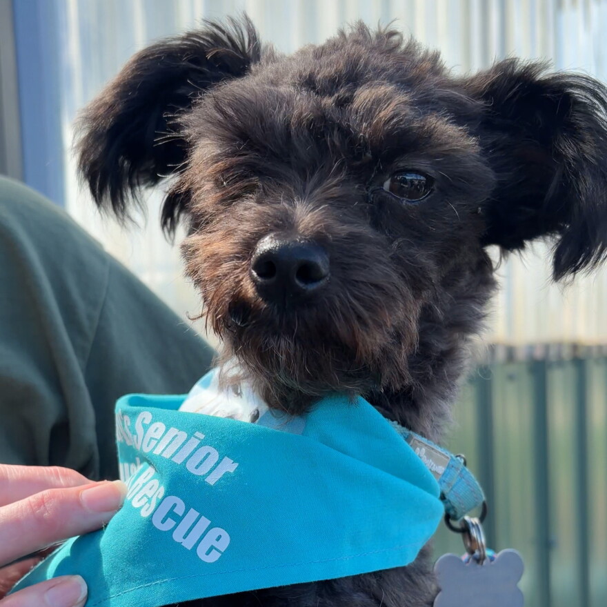 A one-eyed black toy poodle wears a blue bandana 