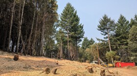 Heavy machinery cutting and chipping trees in a fir forest. Blue sky above and a red dumpster full of slash.