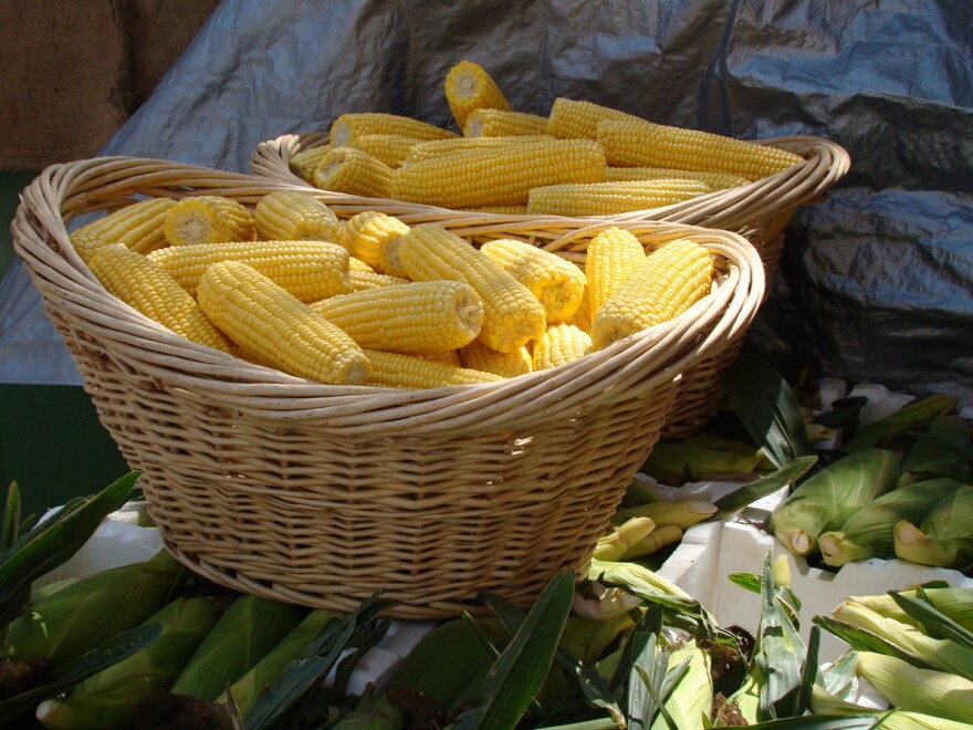 There may be a very good scientific reason for why so many of us prefer farm-fresh corn.