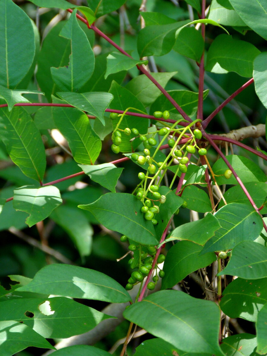 "Poison" Sumac, not all that common, is not a member of the Sumac family. It is recognizable by its reddish stems.