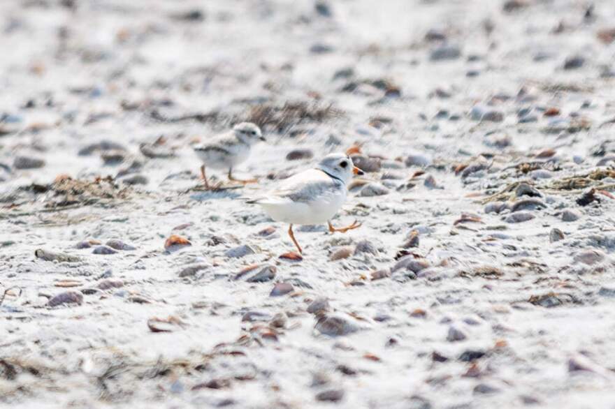 An adult piping plover and a chick search for food on Seagull Beach in Yarmouth. (Jesse Costa/WBUR)