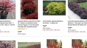 Invasive Japanese barberry available for sale on Amazon Plants.