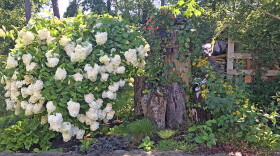 A white paniculata tree