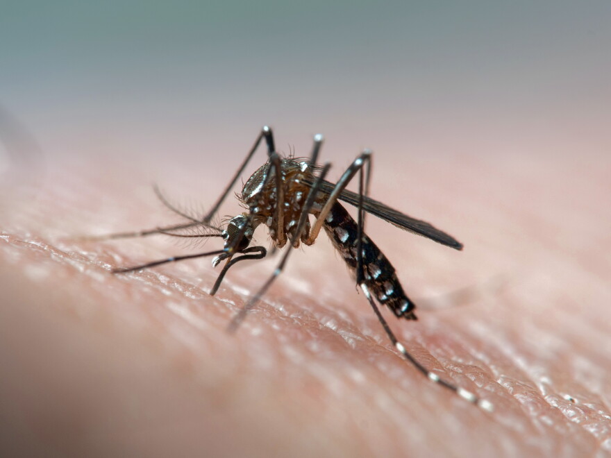 Aedes aegypti mosquito