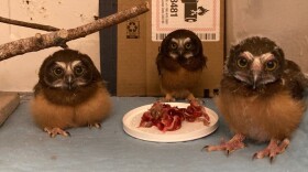 three young owls