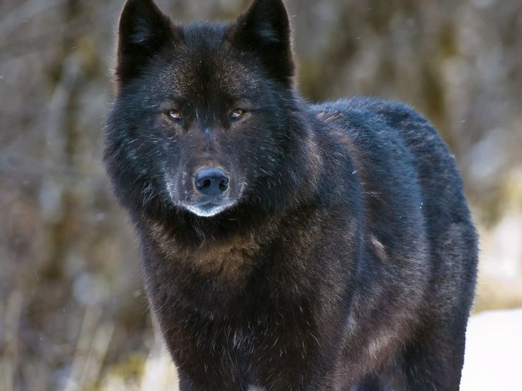 Feds to consider protections for Southeast Alaska wolves