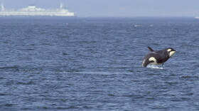 Springer, the one-ton baby orca displaced from her pod, chased Washington ferries until she was caught and reconnected with her family.