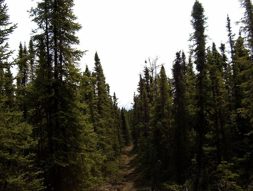 A view from Seven Lakes Trail in the Kenai National Wildlife Refuge